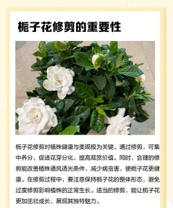 杆子剪短的花怎么养,恢复生长要点,新手也能轻松上手 杆子剪短的花怎么养,恢复生长要点,新手也能轻松上手