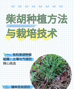 柴胡栽培技术,选对方法,轻松上手 柴胡栽培技术,选对方法,轻松上手