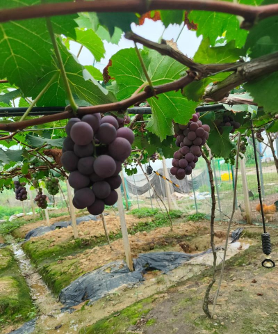 巨峰葡萄栽培技术,掌握关键要点,轻松收获甜蜜果实 巨峰葡萄栽培技术,掌握关键要点,轻松收获甜蜜果实