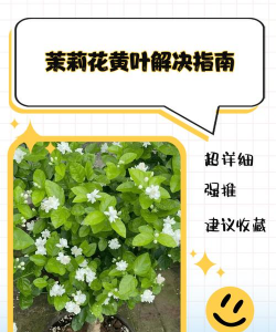 春天怎么养茉莉花,掌握浇水技巧,避免烂根黄叶 春天怎么养茉莉花,掌握浇水技巧,避免烂根黄叶