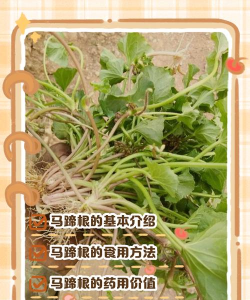 马蹄黄化树防治,找准原因,对症下药 马蹄黄化树防治,找准原因,对症下药