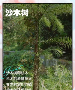 什么树防治风沙,选对树种,效果事半功倍 什么树防治风沙,选对树种,效果事半功倍