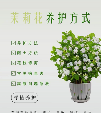 茉莉花土壤怎么养,选对土是关键,浇水施肥有讲究 茉莉花土壤怎么养,选对土是关键,浇水施肥有讲究