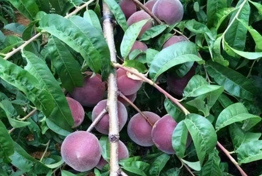 黑桃栽培,掌握关键技巧,收获甜美果实 黑桃栽培,掌握关键技巧,收获甜美果实