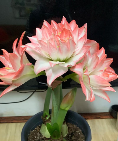 花孔雀朱顶红怎么养,掌握关键技巧,轻松开出艳丽花朵 花孔雀朱顶红怎么养,掌握关键技巧,轻松开出艳丽花朵