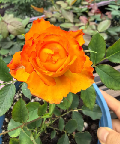 月季花火焰怎么养,掌握关键技巧,轻松开出艳丽花朵 月季花火焰怎么养,掌握关键技巧,轻松开出艳丽花朵