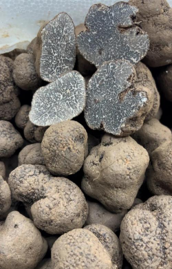 松露栽培,掌握关键技巧,实现稳定收获 松露栽培,掌握关键技巧,实现稳定收获