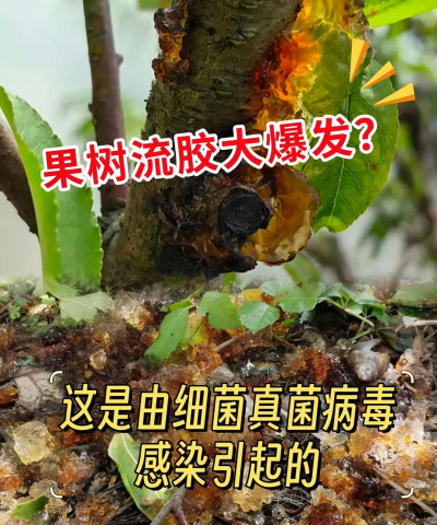 防治树流胶,找准原因,对症下药 防治树流胶,找准原因,对症下药