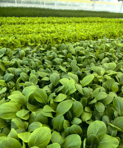 无土栽培的方式,掌握核心技巧,轻松实现高产 无土栽培的方式,掌握核心技巧,轻松实现高产