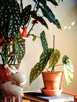 鳟鱼海棠花怎么养,掌握关键技巧,轻松养出好状态 鳟鱼海棠花怎么养,掌握关键技巧,轻松养出好状态