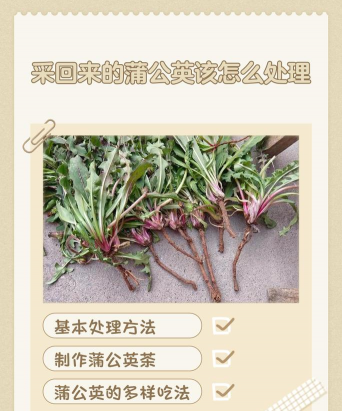 蒲公英栽培技术,轻松上手,收获满满 蒲公英栽培技术,轻松上手,收获满满