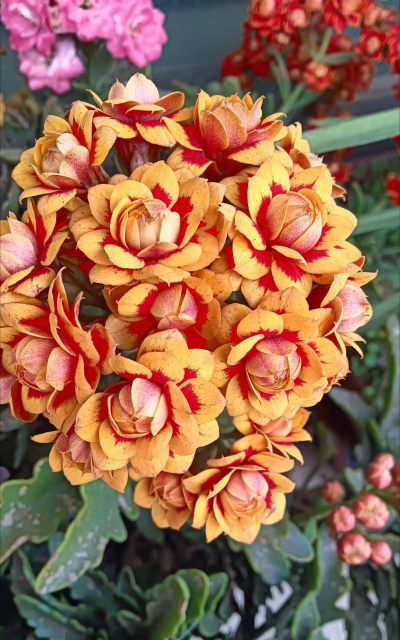 长寿花洛桑女神怎么养,掌握关键技巧,轻松爆盆开花 长寿花洛桑女神怎么养,掌握关键技巧,轻松爆盆开花