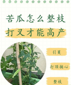 苦瓜树死树怎么防治,找准原因,对症下药 苦瓜树死树怎么防治,找准原因,对症下药