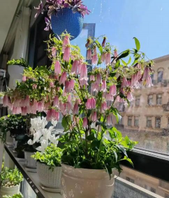 紫风铃紫藤花怎么养,掌握关键技巧,轻松打造梦幻花廊 紫风铃紫藤花怎么养,掌握关键技巧,轻松打造梦幻花廊