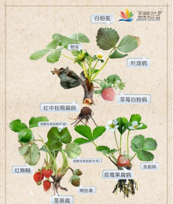草莓树虫害防治,常见问题解析,实用方法分享 草莓树虫害防治,常见问题解析,实用方法分享