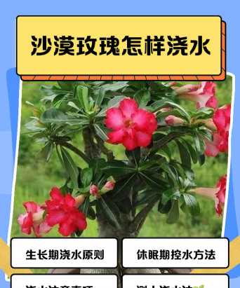 玫瑰花怎么养浇水,掌握正确方法,避免烂根黄叶 玫瑰花怎么养浇水,掌握正确方法,避免烂根黄叶