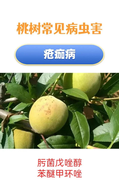 桃树病害防治,识别常见问题,掌握应对方法 桃树病害防治,识别常见问题,掌握应对方法