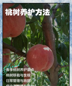 桃树的栽培与管理,掌握关键技巧,轻松收获果实 桃树的栽培与管理,掌握关键技巧,轻松收获果实