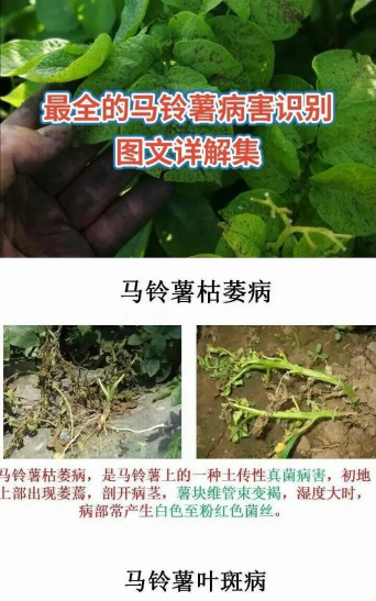 土豆树病害防治,识别常见问题,掌握应对方法 土豆树病害防治,识别常见问题,掌握应对方法