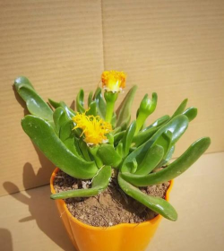 多肉佛手花怎么养,掌握关键技巧,轻松养出好状态 多肉佛手花怎么养,掌握关键技巧,轻松养出好状态