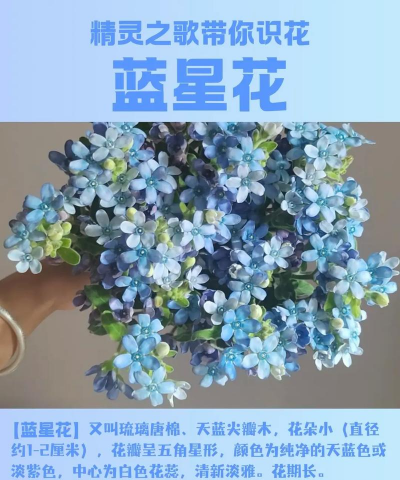 鲜切蓝星花怎么养,延长花期技巧,新手也能轻松上手 鲜切蓝星花怎么养,延长花期技巧,新手也能轻松上手