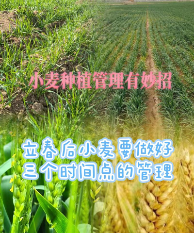 小麦栽培技术要点,选种播种关键,田间管理要跟上 小麦栽培技术要点,选种播种关键,田间管理要跟上