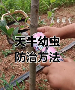 树牛怎么防治,识别虫害特征,采取有效方法 树牛怎么防治,识别虫害特征,采取有效方法