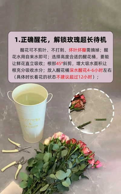 玫瑰花怎么养炸,爆花技巧分享,新手也能轻松上手 玫瑰花怎么养炸,爆花技巧分享,新手也能轻松上手