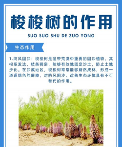 梭梭树防治老鼠,方法要选对,效果才明显 梭梭树防治老鼠,方法要选对,效果才明显