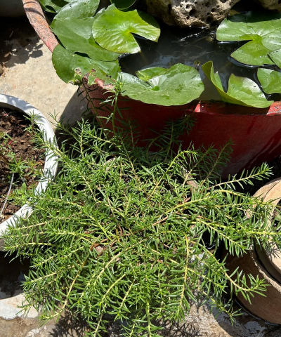 太阳花老桩怎么养,掌握关键技巧,轻松爆盆开花 太阳花老桩怎么养,掌握关键技巧,轻松爆盆开花