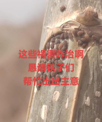 杨树树虱子防治,识别虫害特征,掌握有效方法 杨树树虱子防治,识别虫害特征,掌握有效方法