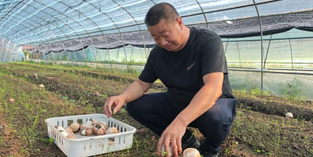 姬松茸栽培技术,掌握关键步骤,轻松实现高产 姬松茸栽培技术,掌握关键步骤,轻松实现高产