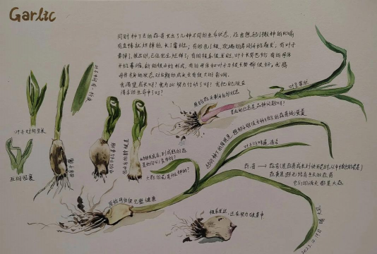 大蒜栽培管理技术,选对品种,掌握关键步骤 大蒜栽培管理技术,选对品种,掌握关键步骤