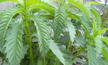 栽培天麻,掌握关键步骤,轻松收获好品质 栽培天麻,掌握关键步骤,轻松收获好品质