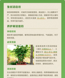 银杏树栽培方法,选对时机,掌握技巧 银杏树栽培方法,选对时机,掌握技巧