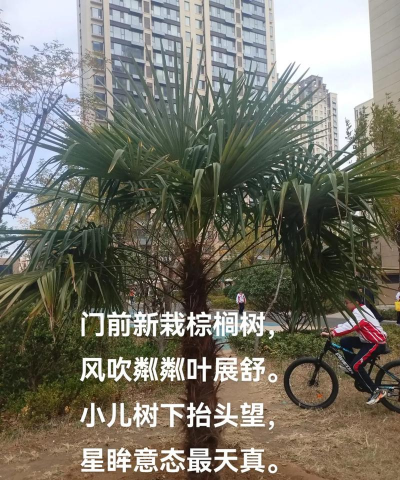棕树栽培,选对方法,轻松上手 棕树栽培,选对方法,轻松上手