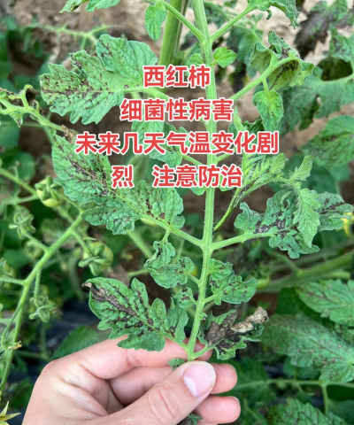 番茄树虫害防治,常见问题分析,实用应对方法 番茄树虫害防治,常见问题分析,实用应对方法