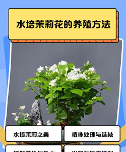 水泡茉莉花怎么养,掌握关键技巧,轻松养出好状态 水泡茉莉花怎么养,掌握关键技巧,轻松养出好状态