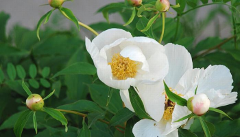 白芍栽培技术,选对方法,轻松上手 白芍栽培技术,选对方法,轻松上手