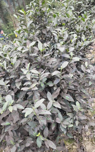 茶油树病虫防治,常见问题解析,实用方法分享 茶油树病虫防治,常见问题解析,实用方法分享