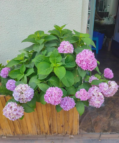 杨秀球花怎么养,掌握关键技巧,轻松爆盆开花 杨秀球花怎么养,掌握关键技巧,轻松爆盆开花