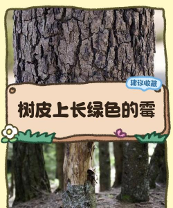 树绿霉防治,识别症状,及时处理 树绿霉防治,识别症状,及时处理