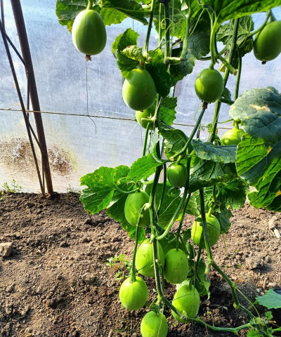 香瓜栽培技术视频,新手也能看懂,轻松上手种植 香瓜栽培技术视频,新手也能看懂,轻松上手种植