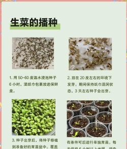 无土栽培蔬菜成本,投入与产出分析,新手必看指南 无土栽培蔬菜成本,投入与产出分析,新手必看指南