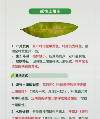 绿化树病菌防治,常见病害识别,有效处理方案 绿化树病菌防治,常见病害识别,有效处理方案