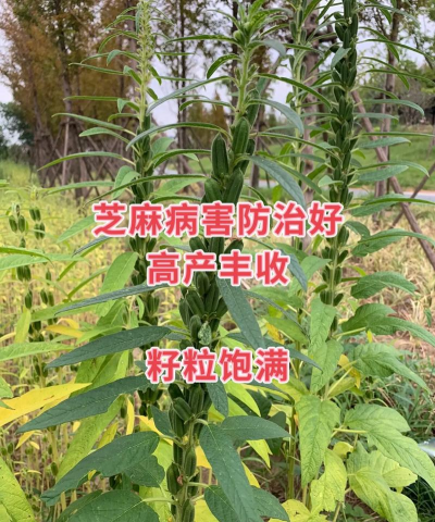 芝麻树病害防治,识别常见问题,掌握有效方法 芝麻树病害防治,识别常见问题,掌握有效方法