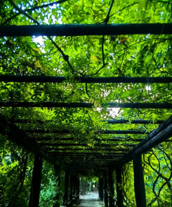 长廊绿化设计,提升空间美感,营造舒适氛围 长廊绿化设计,提升空间美感,营造舒适氛围