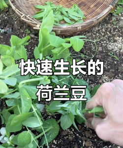 荷兰豆栽培技术,掌握关键步骤,轻松收获鲜嫩豆荚 荷兰豆栽培技术,掌握关键步骤,轻松收获鲜嫩豆荚