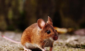 梭梭树老鼠防治,常见问题,实用方法 梭梭树老鼠防治,常见问题,实用方法