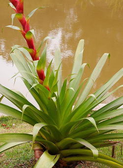 星花凤梨盆栽怎么养,掌握关键技巧,轻松养出好状态 星花凤梨盆栽怎么养,掌握关键技巧,轻松养出好状态
